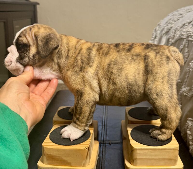 Ch. Moose and Frick, B-Loved Bulldogs