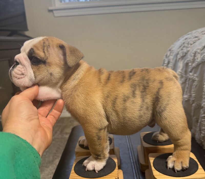 Ch. Moose and Frick, B-Loved Bulldogs