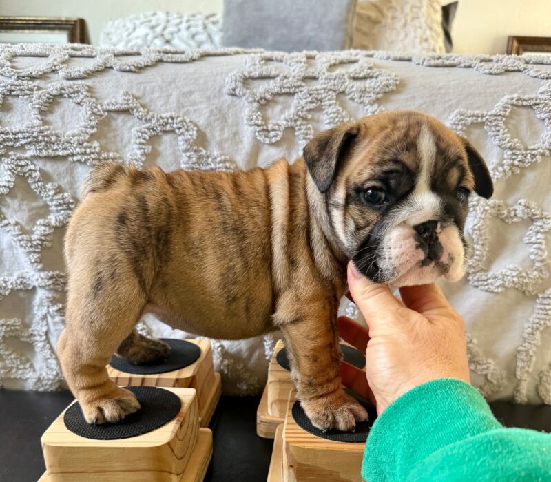 Ch. Moose and Frick, B-Loved Bulldogs