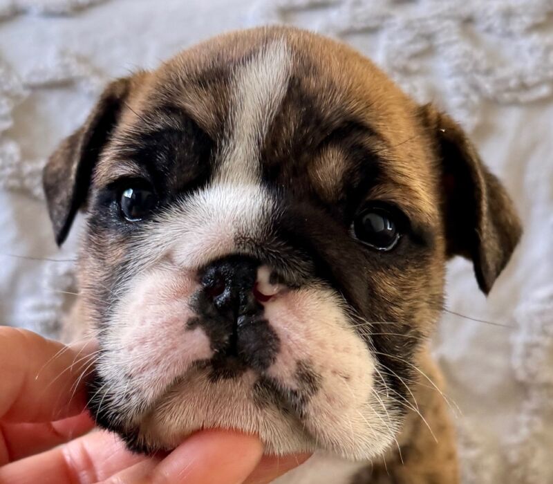 Ch. Moose and Frick, B-Loved Bulldogs