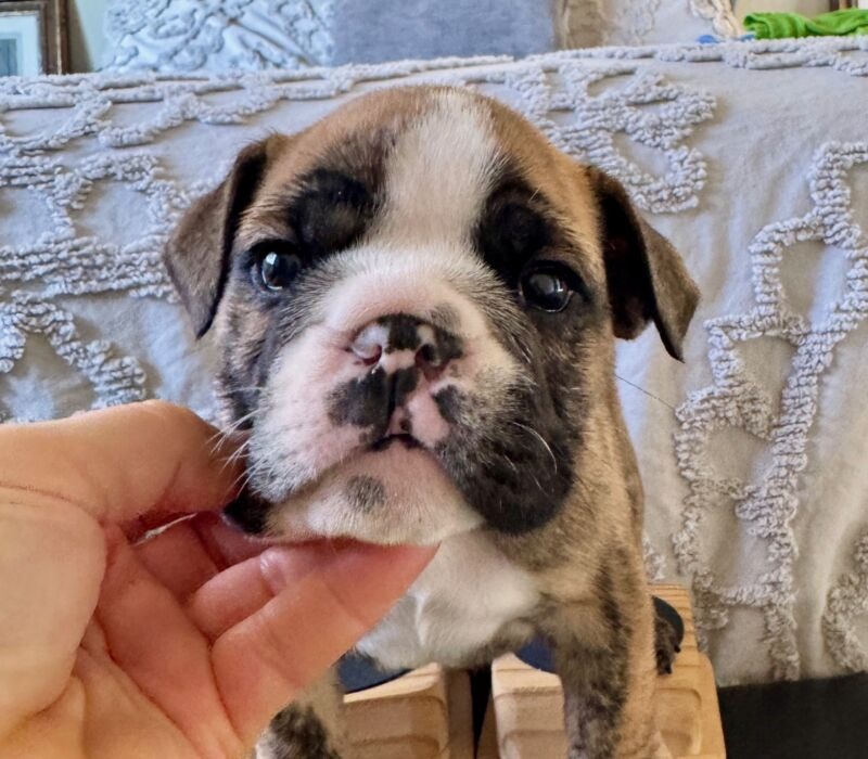 Ch. Moose and Frick, B-Loved Bulldogs