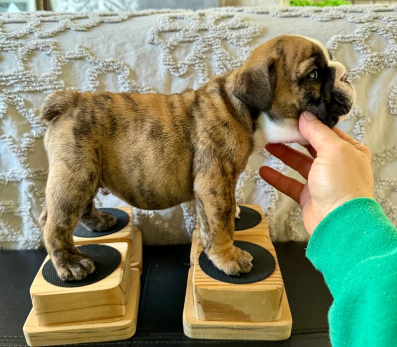 Ch. Moose and Frick, B-Loved Bulldogs