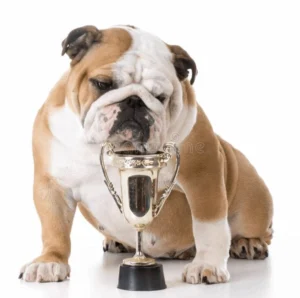 Performance Bulldogs