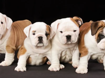 Amusabulls & Dogma Bulldogs
