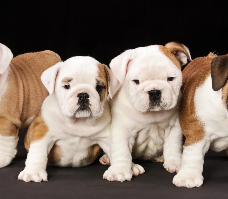 Amusabulls & Dogma Bulldogs