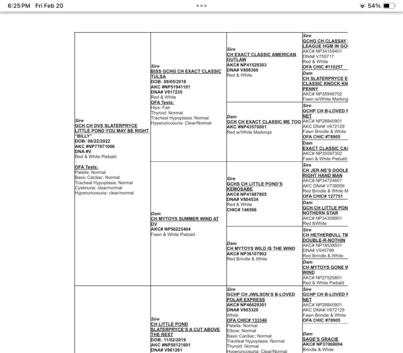 Amusabulls & Dogma Bulldogs