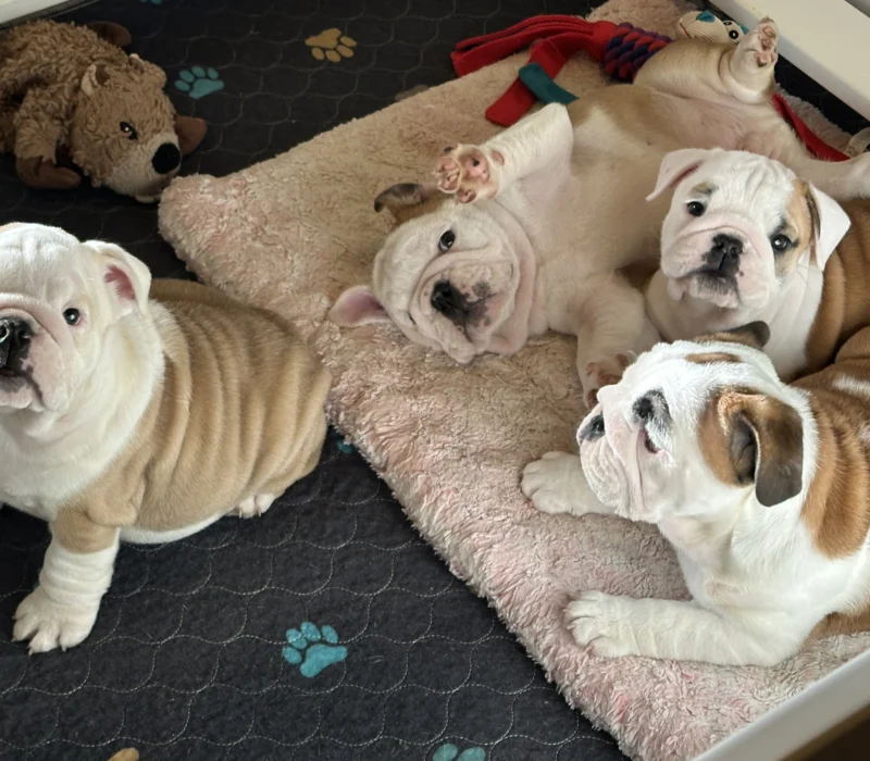 Amusabulls & Dogma Bulldogs