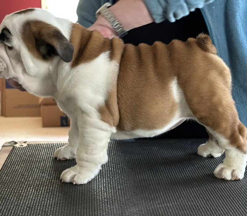 Amusabulls & Dogma Bulldogs