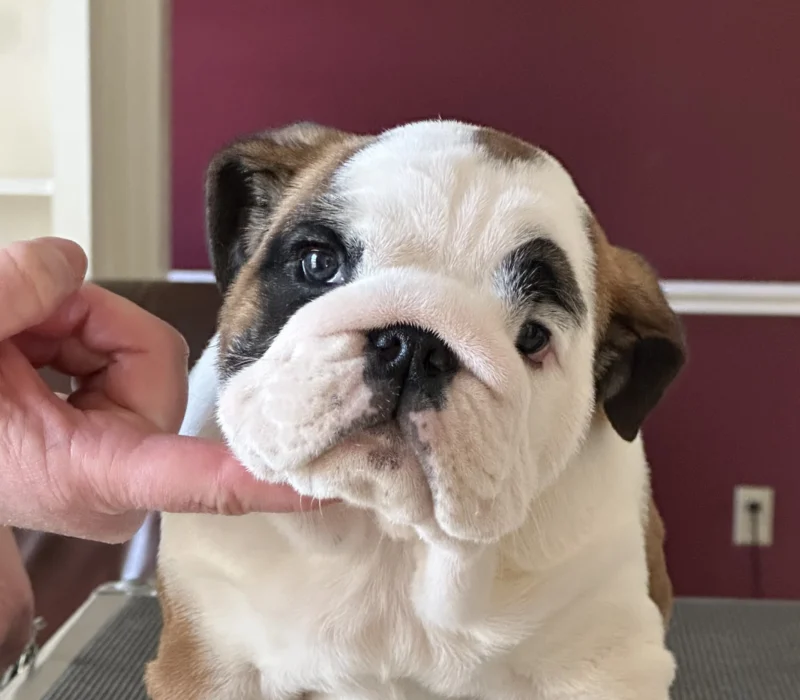 Amusabulls & Dogma Bulldogs