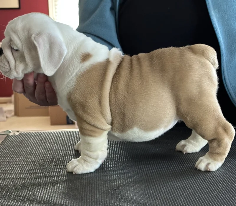 Amusabulls & Dogma Bulldogs