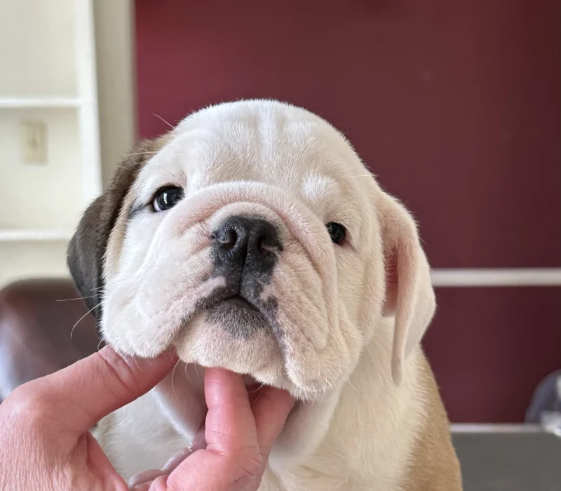 Amusabulls & Dogma Bulldogs