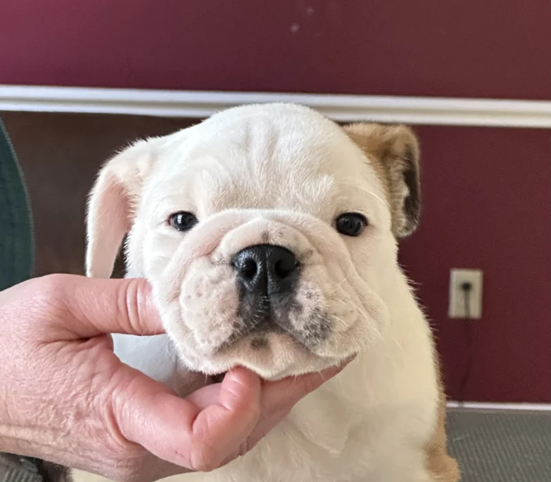 Amusabulls & Dogma Bulldogs