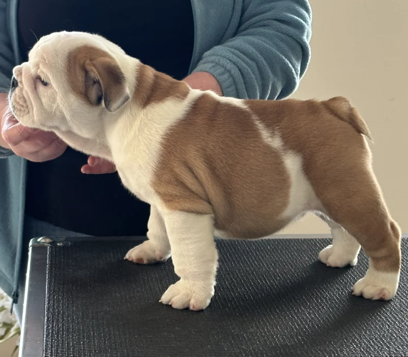 Amusabulls & Dogma Bulldogs