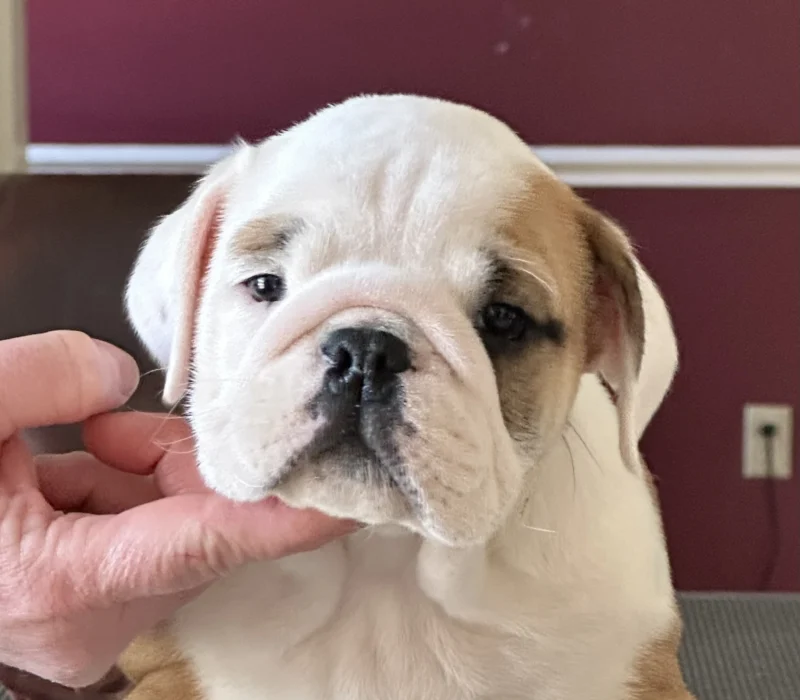 Amusabulls & Dogma Bulldogs