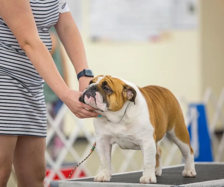 Amusabulls & Dogma Bulldogs