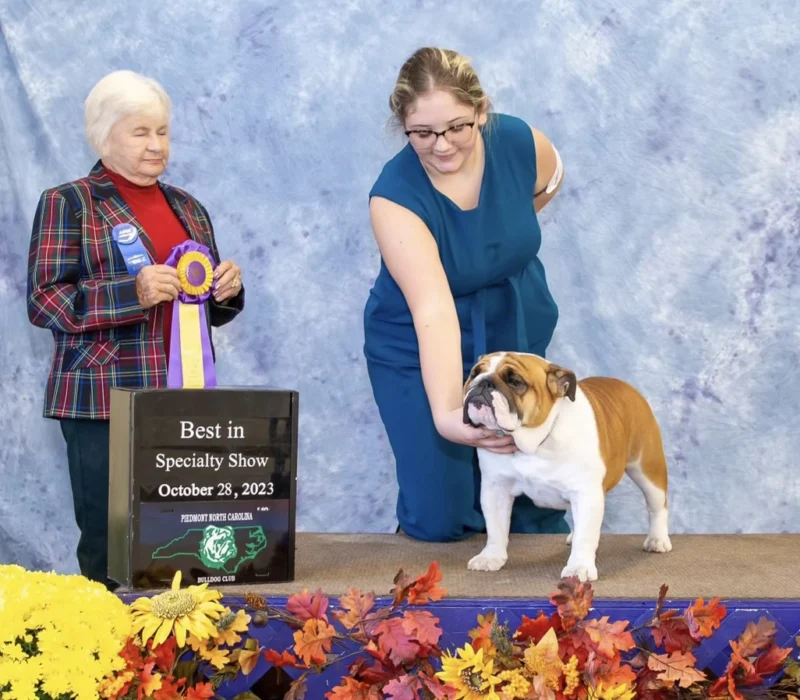 Amusabulls & Dogma Bulldogs