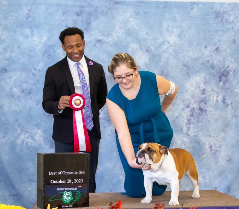 Amusabulls & Dogma Bulldogs