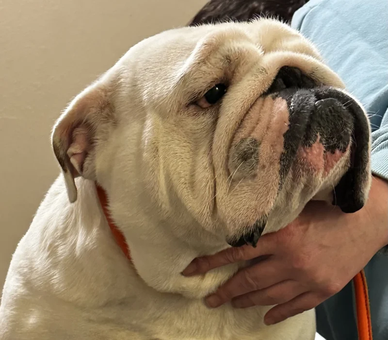 Amusabulls & Dogma Bulldogs