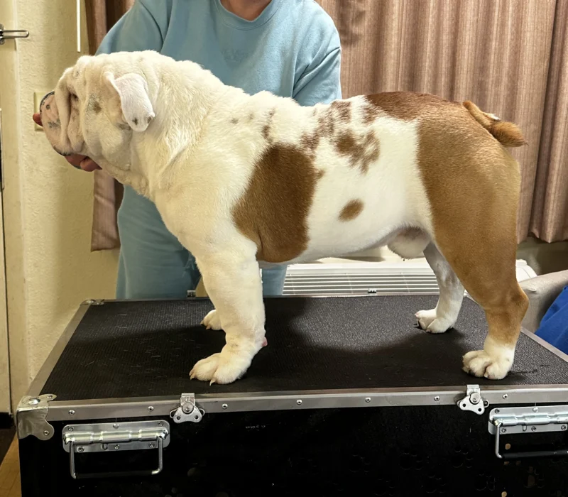 Amusabulls & Dogma Bulldogs