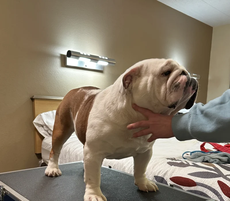 Amusabulls & Dogma Bulldogs