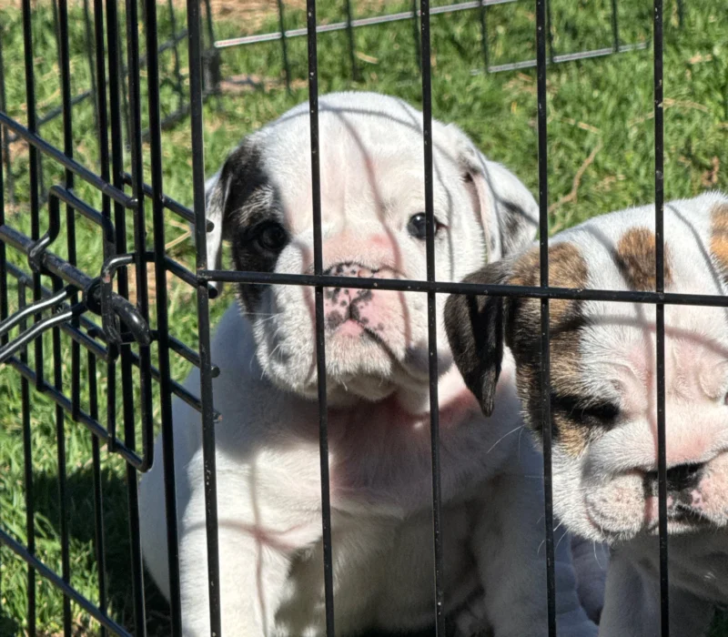 B-Loved Bulldogs, Betsy Love