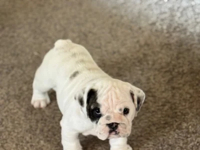 B-Loved Bulldogs, Betsy Love