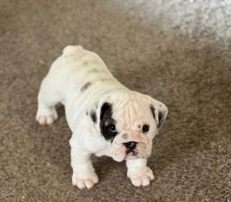 B-Loved Bulldogs, Betsy Love