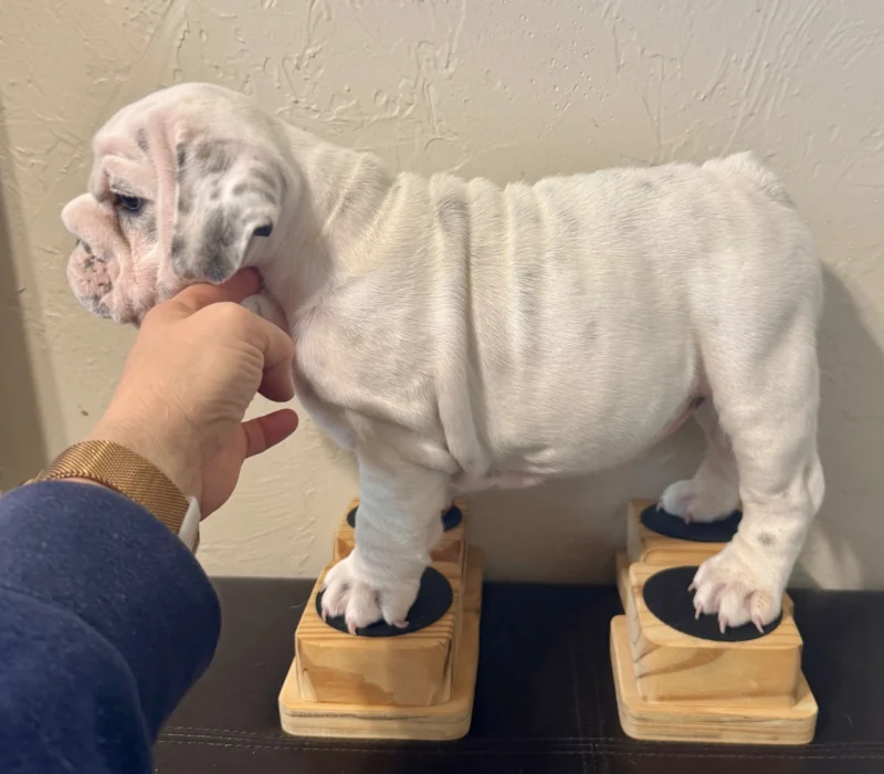 B-Loved Bulldogs, Betsy Love