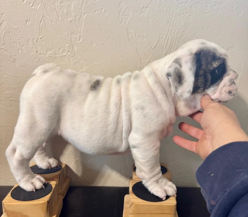 B-Loved Bulldogs, Betsy Love