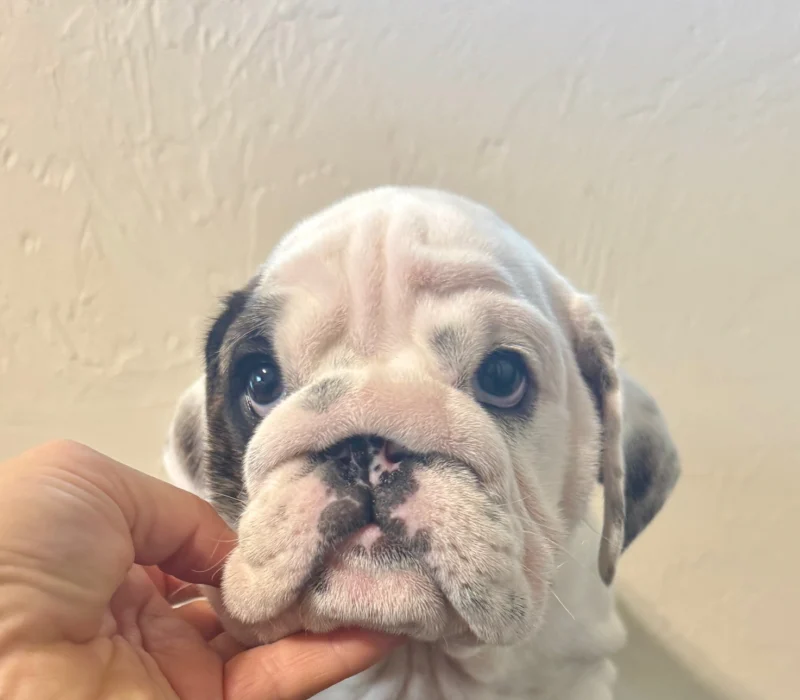 B-Loved Bulldogs, Betsy Love