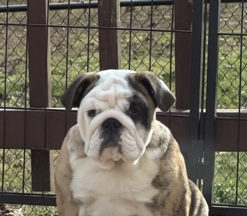 Trinity’s Bulldogs