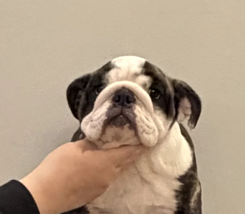 Trinity’s Bulldogs