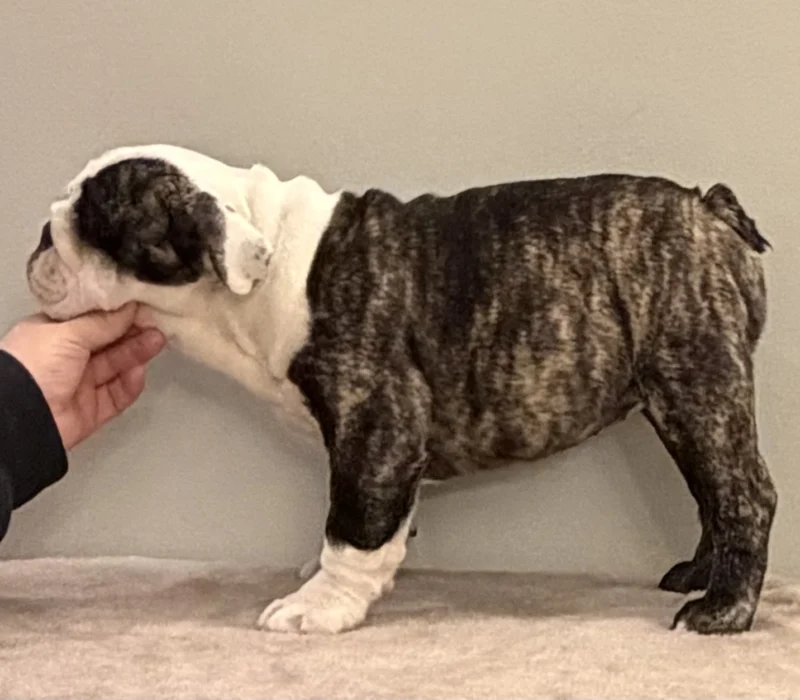 Trinity’s Bulldogs