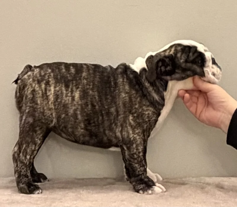 Trinity’s Bulldogs