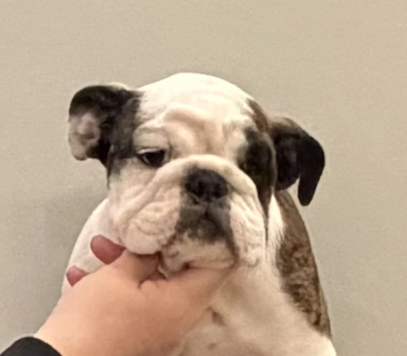 Trinity’s Bulldogs