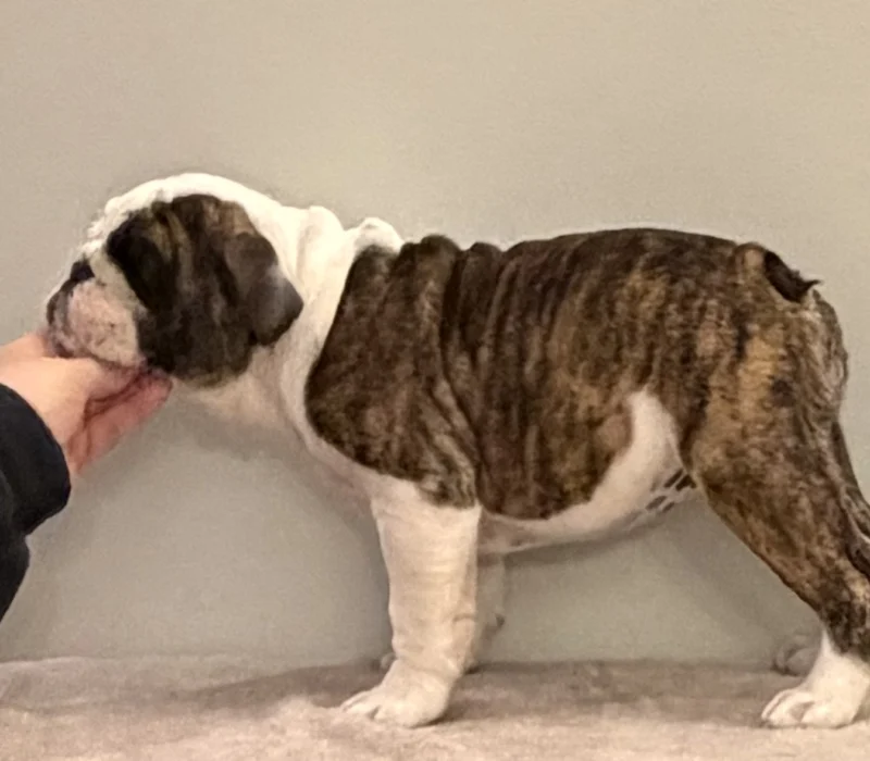 Trinity’s Bulldogs