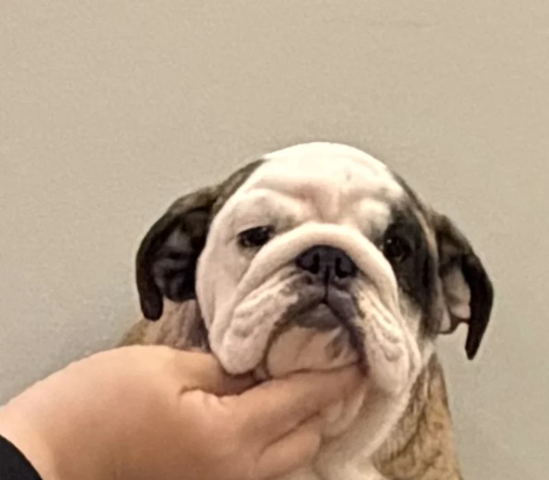 Trinity’s Bulldogs