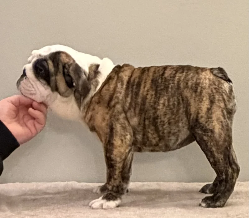 Trinity’s Bulldogs