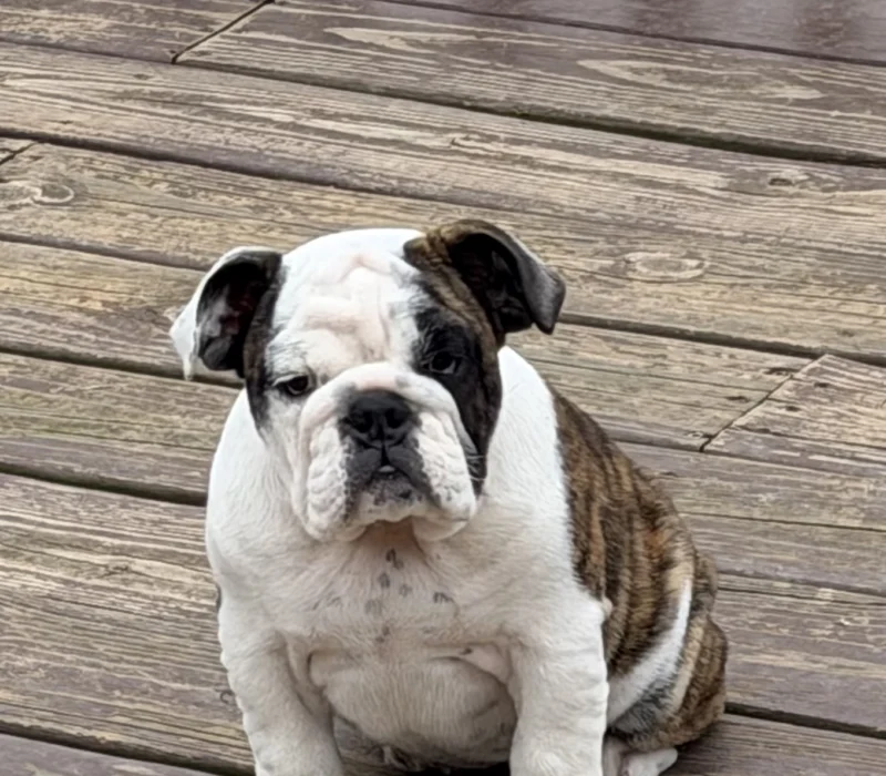 Trinity’s Bulldogs