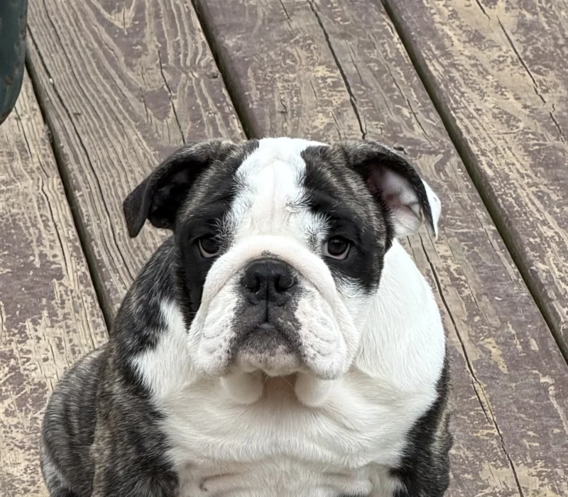 Trinity’s Bulldogs