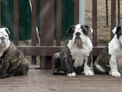 Trinity’s Bulldogs