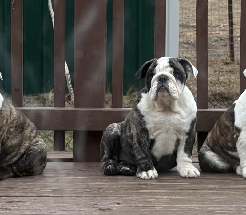 Trinity’s Bulldogs