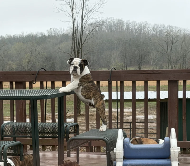 Trinity’s Bulldogs