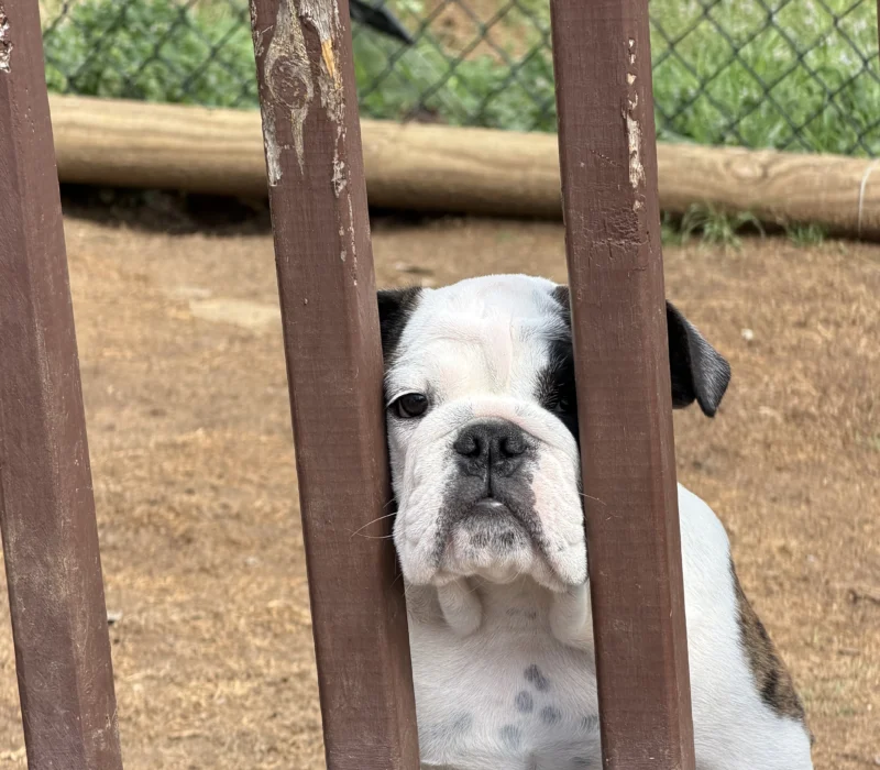 Trinity’s Bulldogs