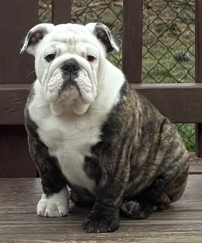 Trinity’s Bulldogs