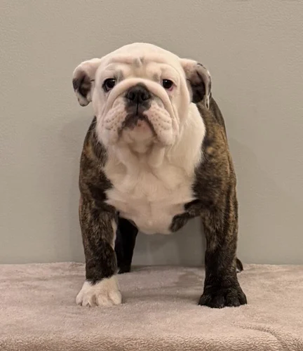 Trinity’s Bulldogs