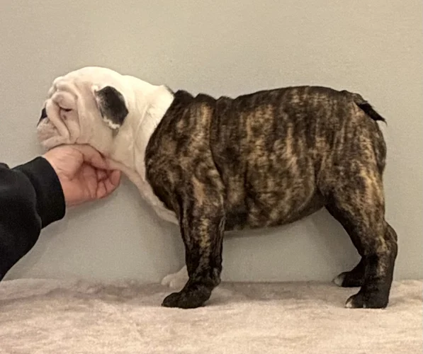 Trinity’s Bulldogs