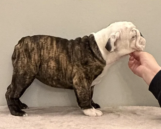 Trinity’s Bulldogs