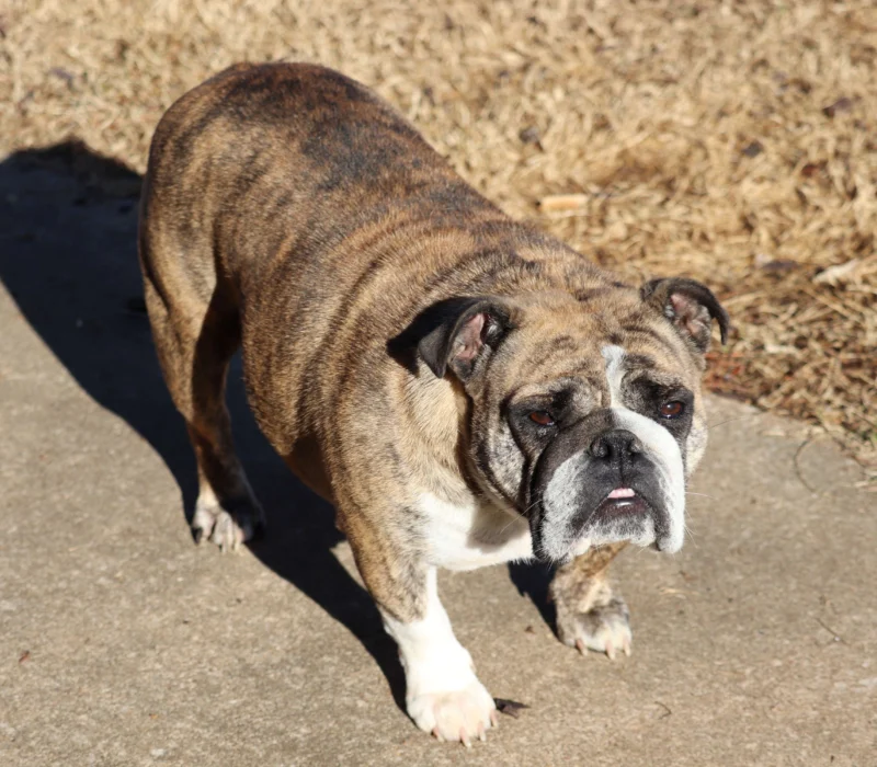 B-Loved Bulldogs, Betsy Love