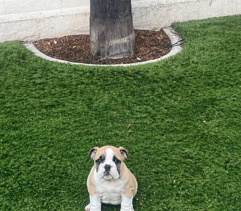 Surf City Bulldogs - Female Puppy Available